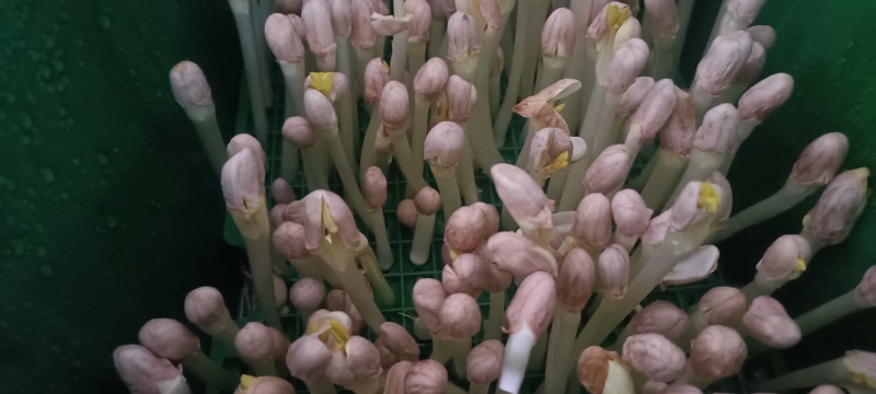 花生芽预售