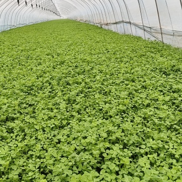 绿之鲜蔬菜野菜金花菜