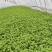 绿之鲜蔬菜野菜金花菜