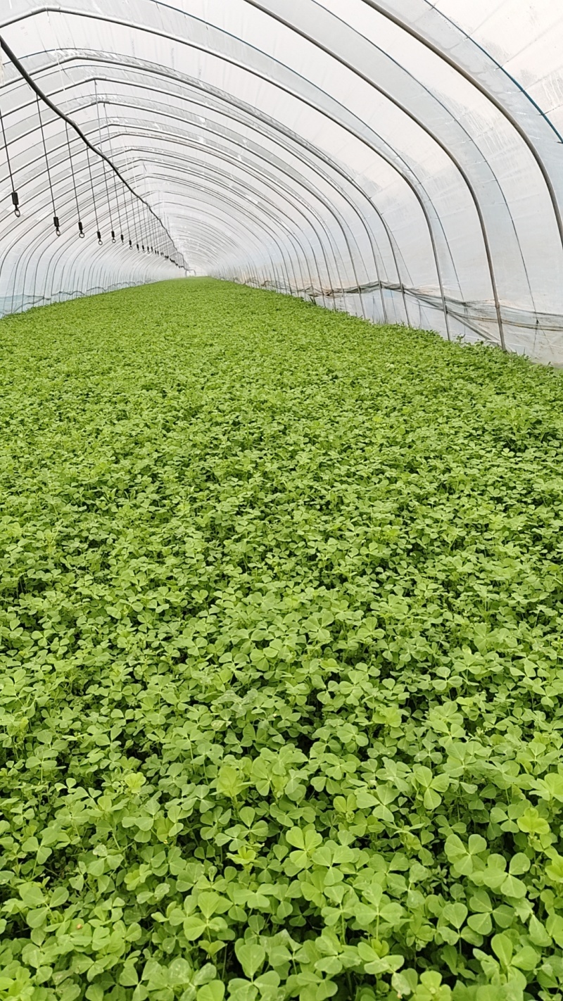 绿之鲜蔬菜野菜金花菜