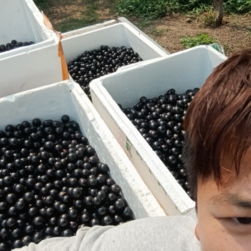 嘉宝果