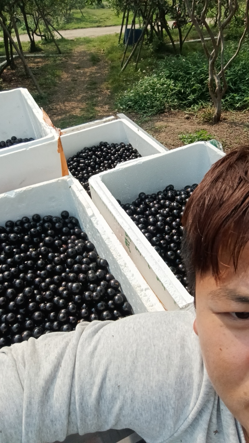 嘉宝果