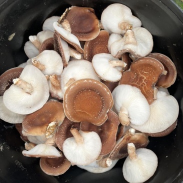 马桑菌批发零售（干鲜货）精品