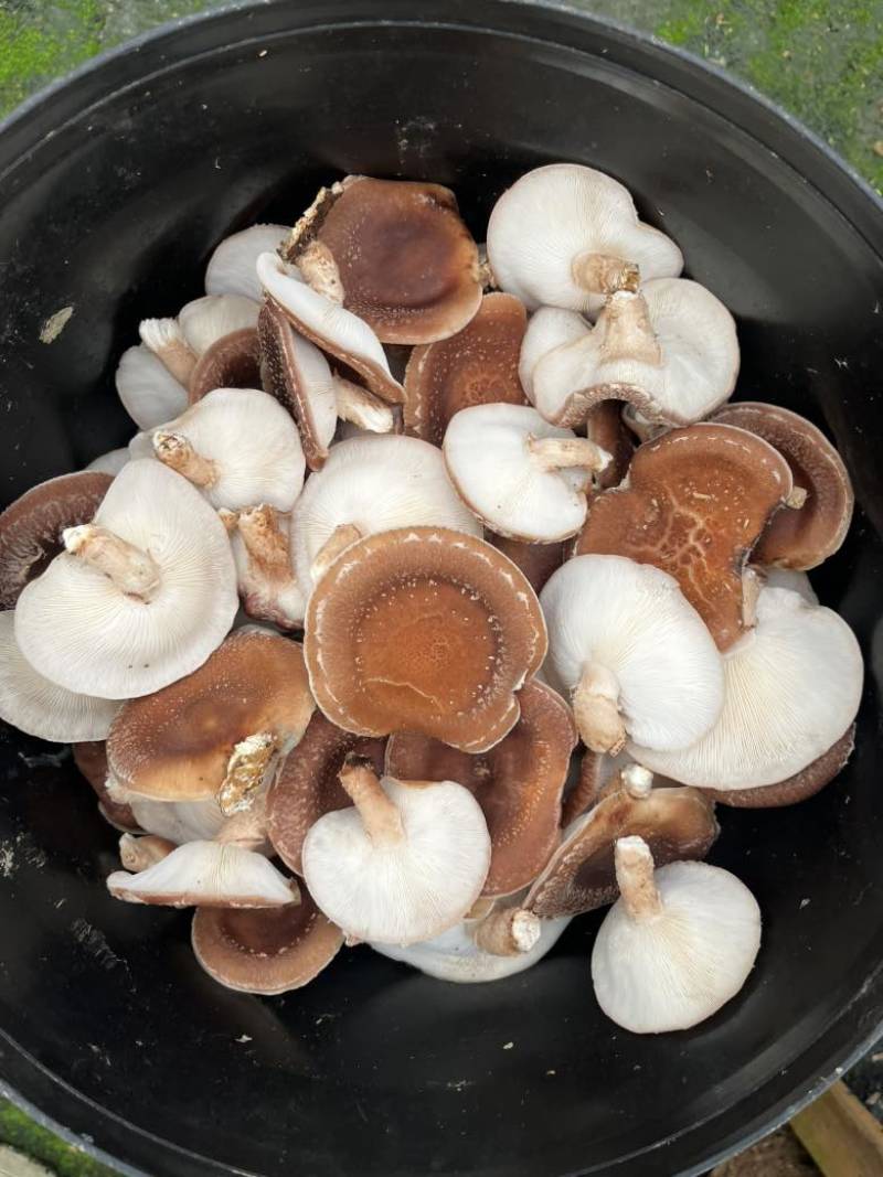 马桑菌批发零售（干鲜货）精品