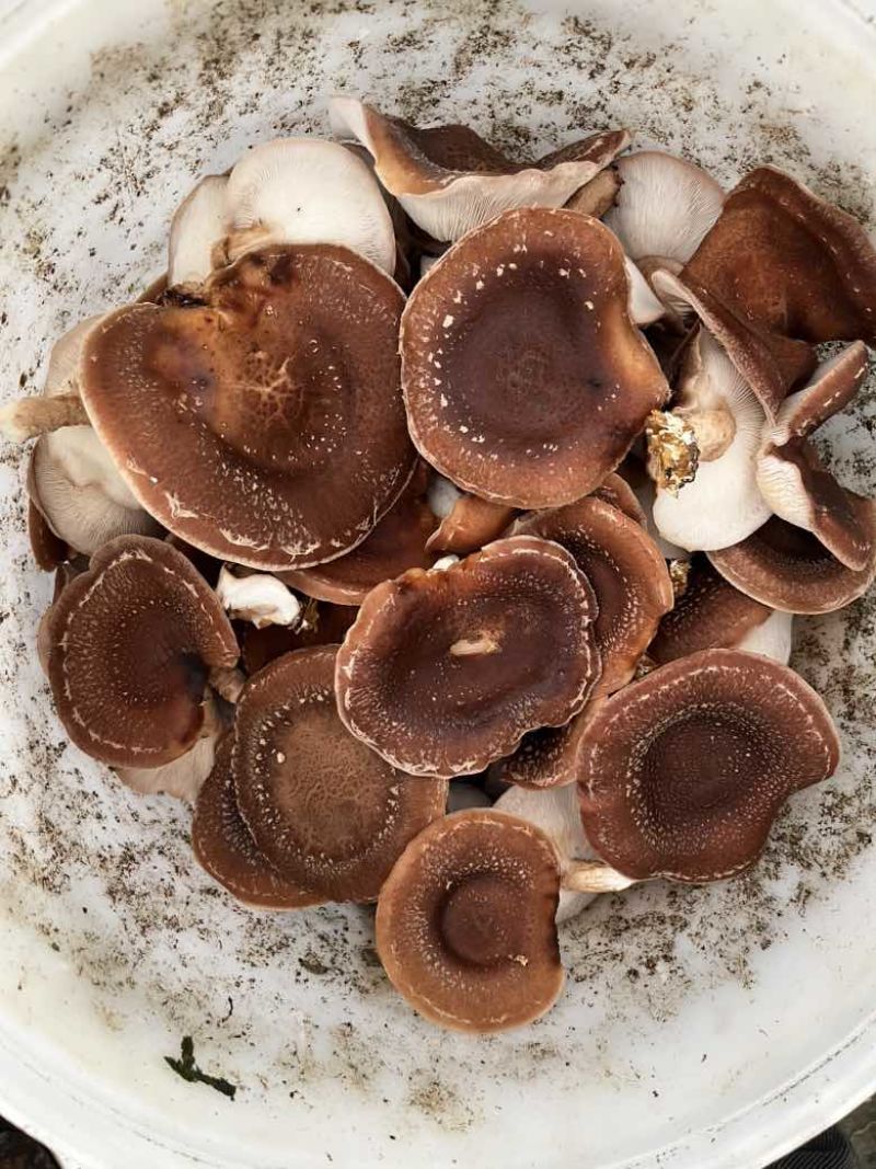 马桑菌批发零售（干鲜货）精品