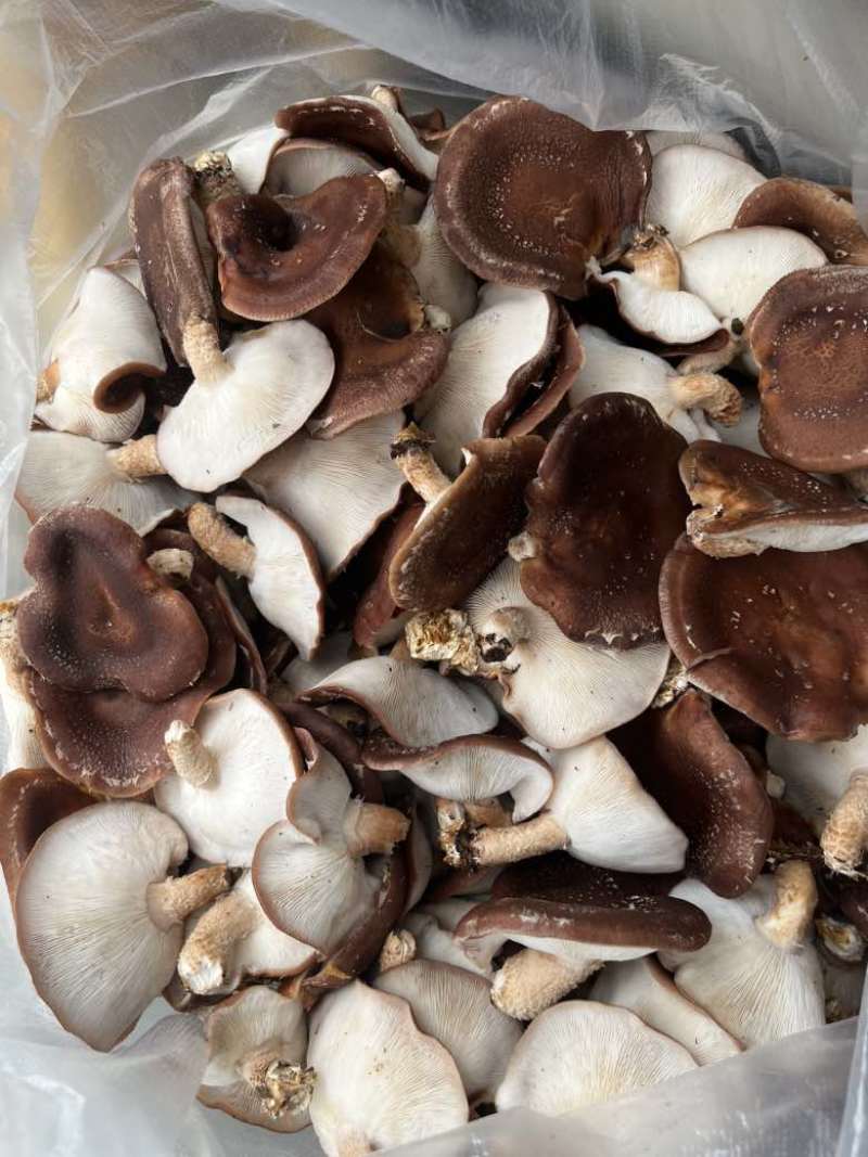 马桑菌批发零售（干鲜货）精品