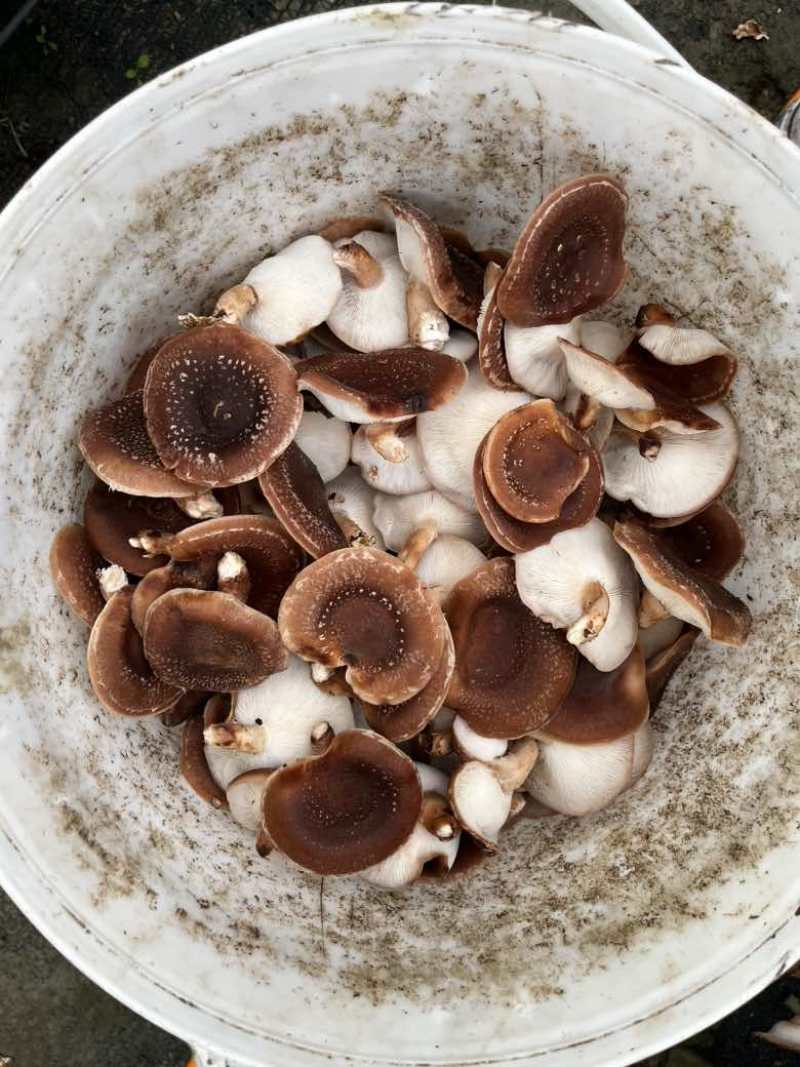 马桑菌批发零售（干鲜货）精品