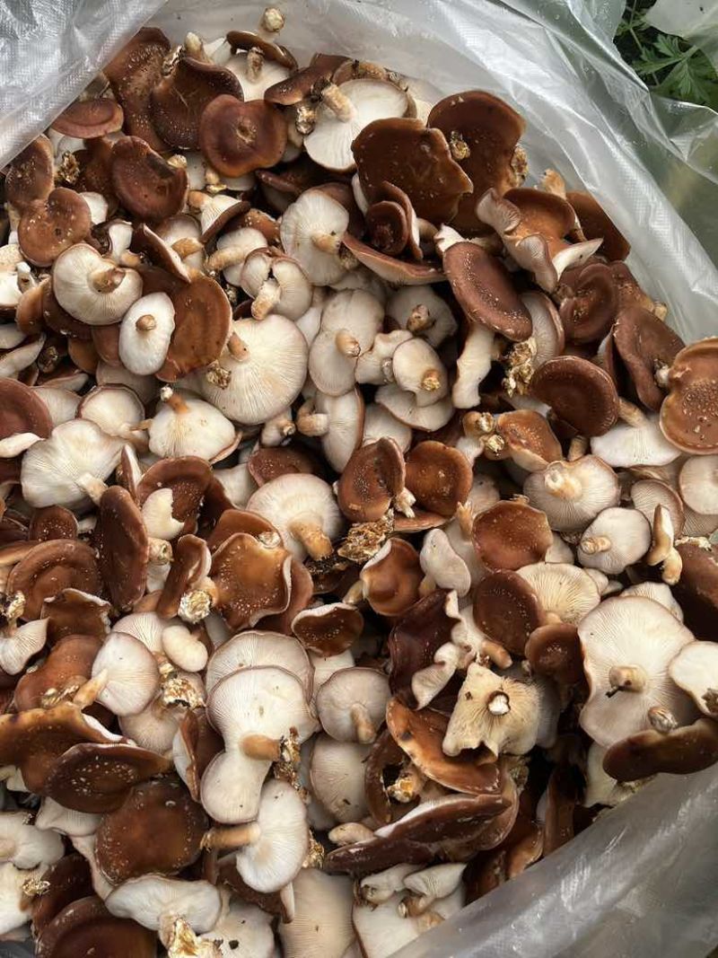 马桑菌批发零售（干鲜货）精品
