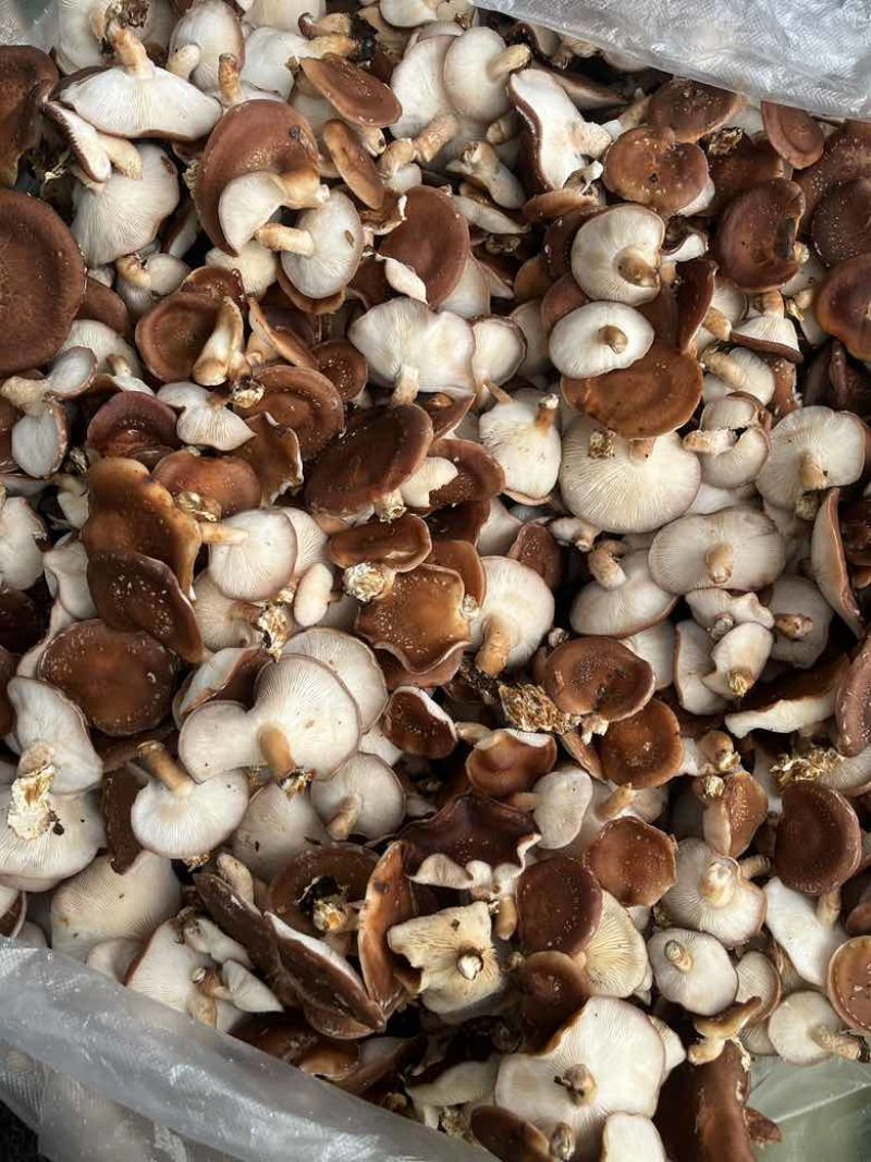 马桑菌批发零售（干鲜货）精品
