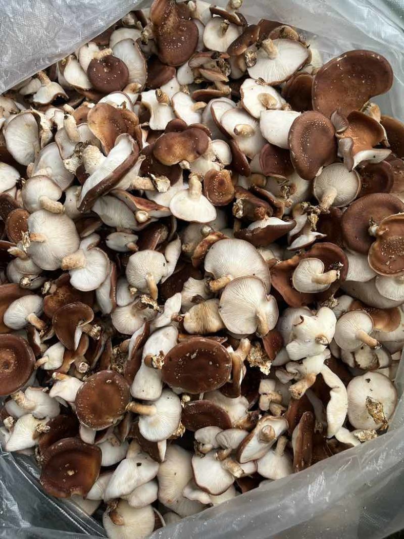 马桑菌批发零售（干鲜货）精品