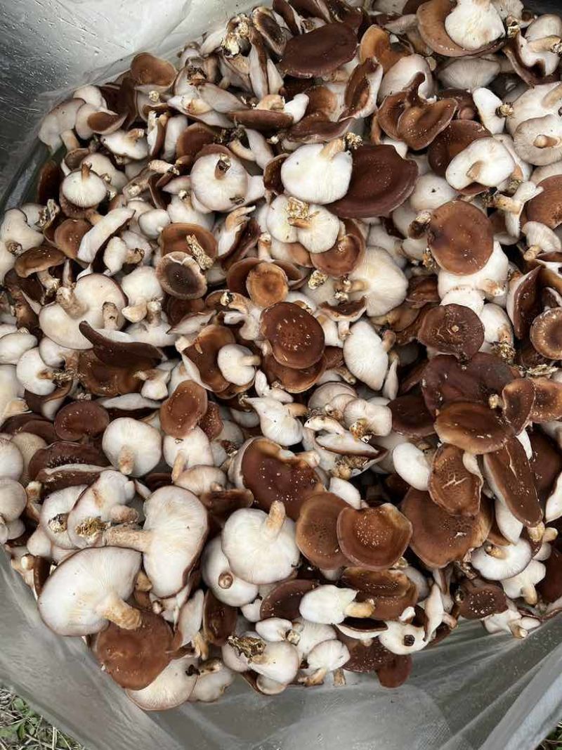 马桑菌批发零售（干鲜货）精品