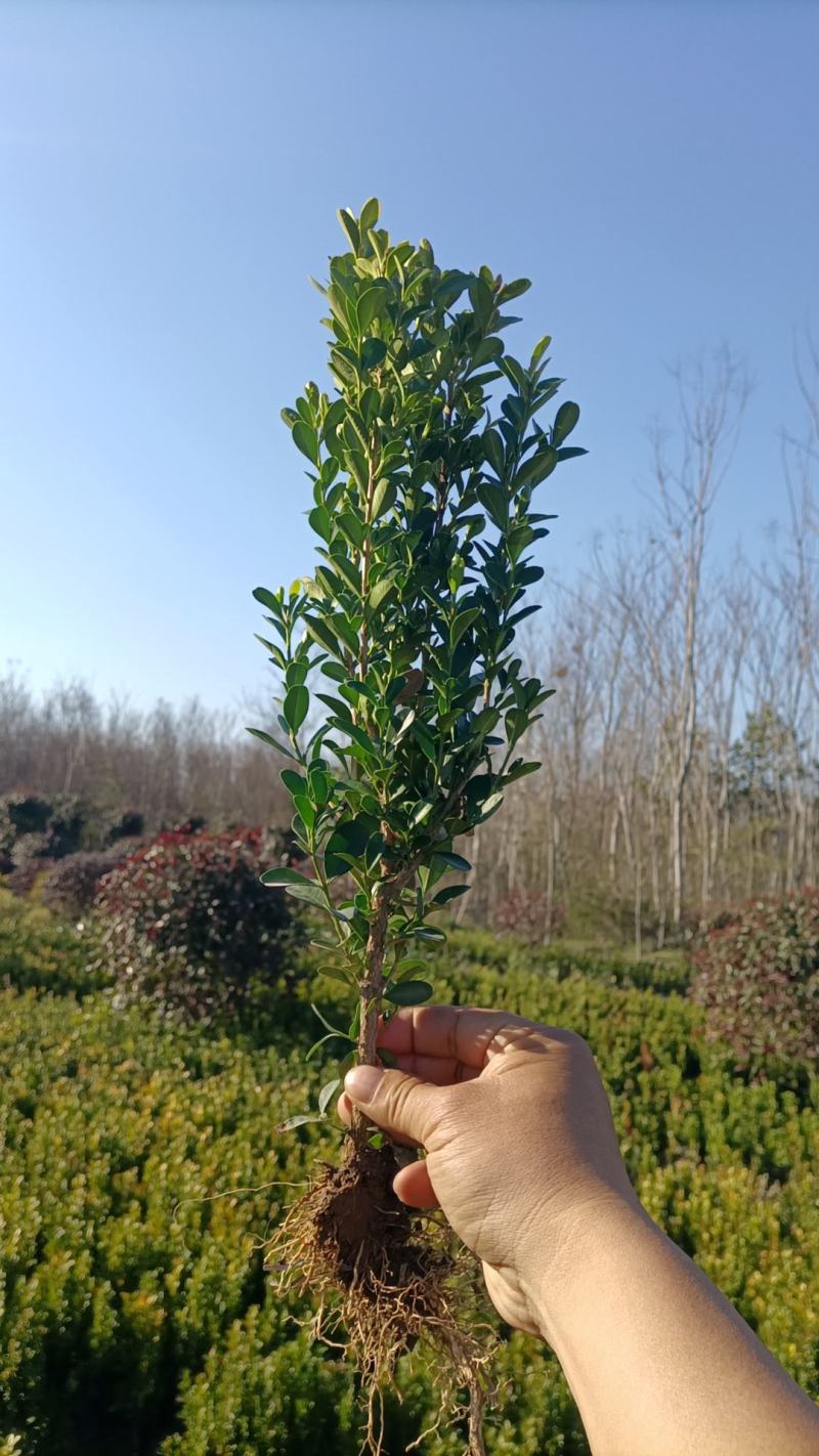 小叶黄杨，豆瓣黄杨