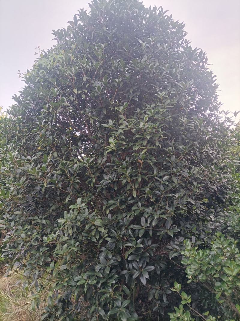 销售自家桂花树***********