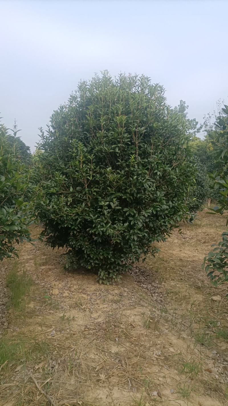 销售自家桂花树***********