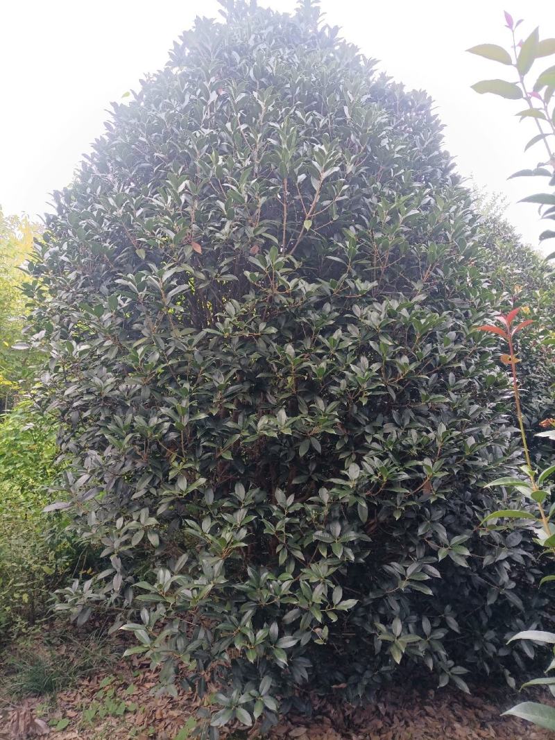 销售自家桂花树***********