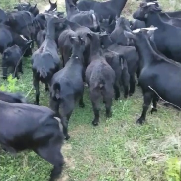 黑山羊
