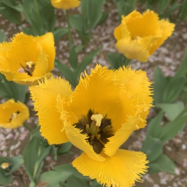 鲜花