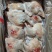 鸭边腿