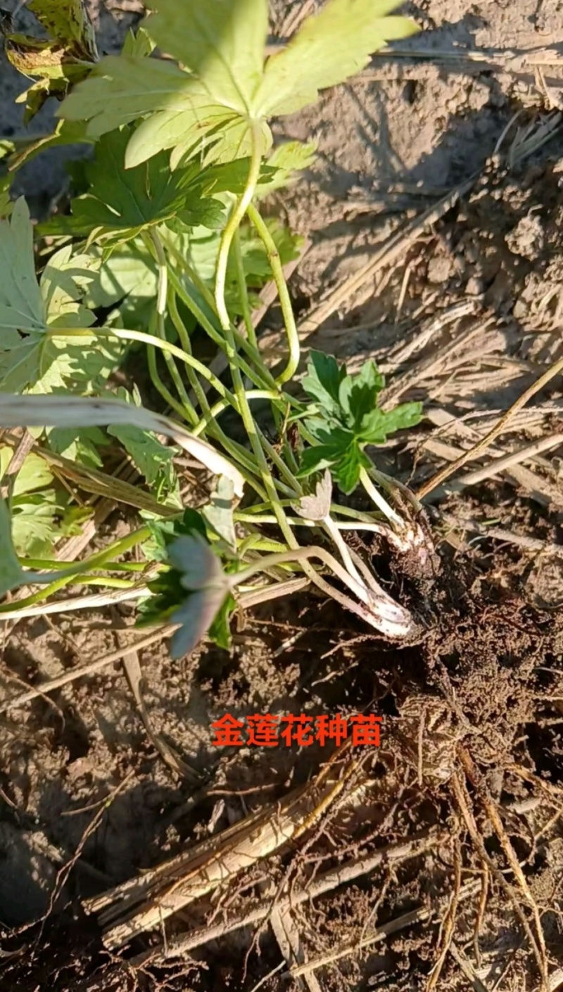 金莲花种苗