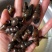 正宗纯野生山坑螺。靓靓。可约！