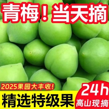 青梅果