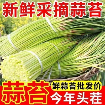 山东产地沂蒙山红帽蒜苔对接各大电商市场商超欢迎老板