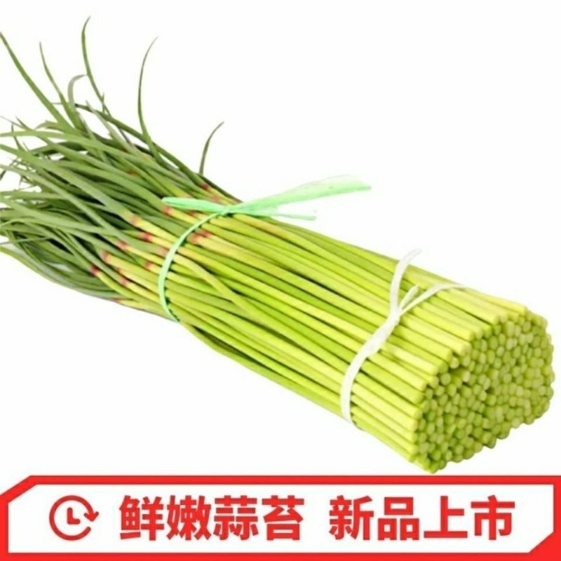 山东产地沂蒙山红帽蒜苔对接各大电商市场商超欢迎老板