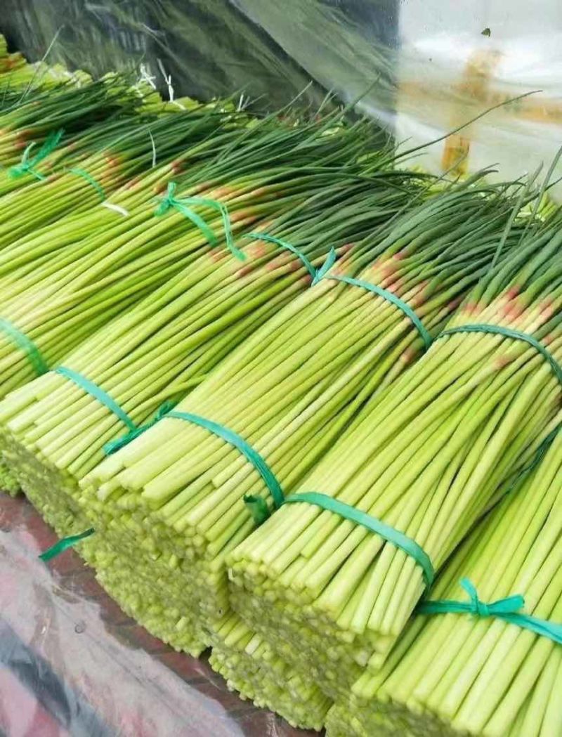 山东产地沂蒙山红帽蒜苔对接各大电商市场商超欢迎老板