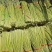 山东产地沂蒙山红帽蒜苔对接各大电商市场商超欢迎老板