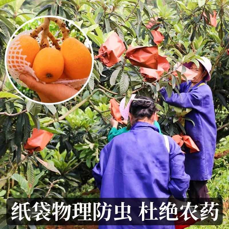 【一件代发】顺丰包邮四川大五星枇杷高山露天种植皮爆多汁电商团