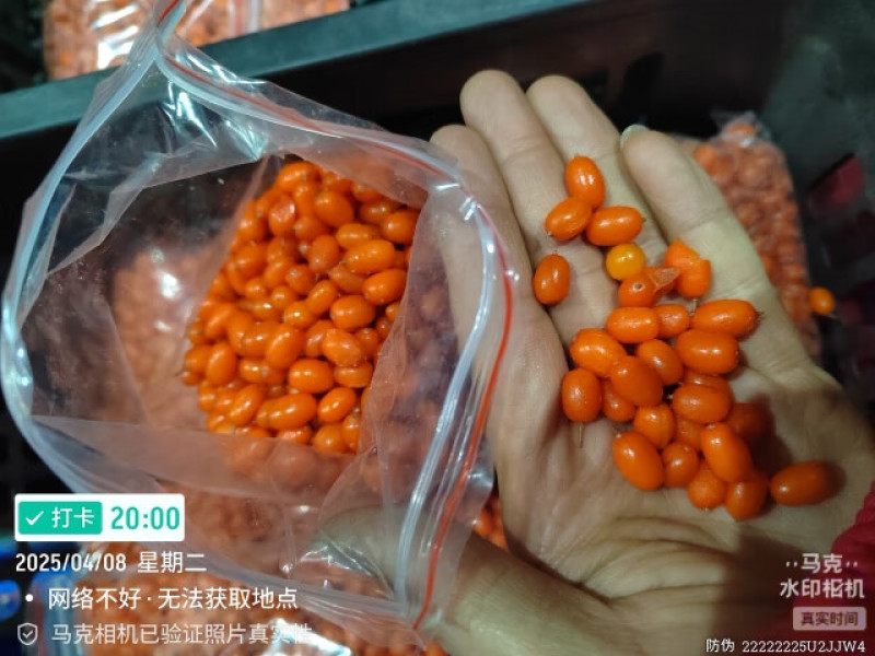 沙棘大果（深秋黄和状元红）