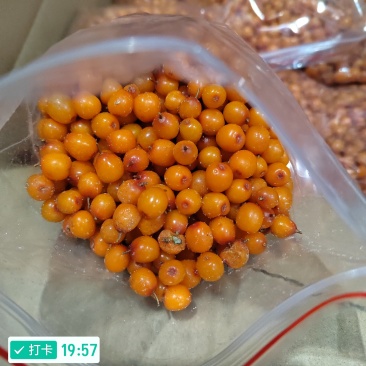 沙棘大果（深秋黄和状元红）