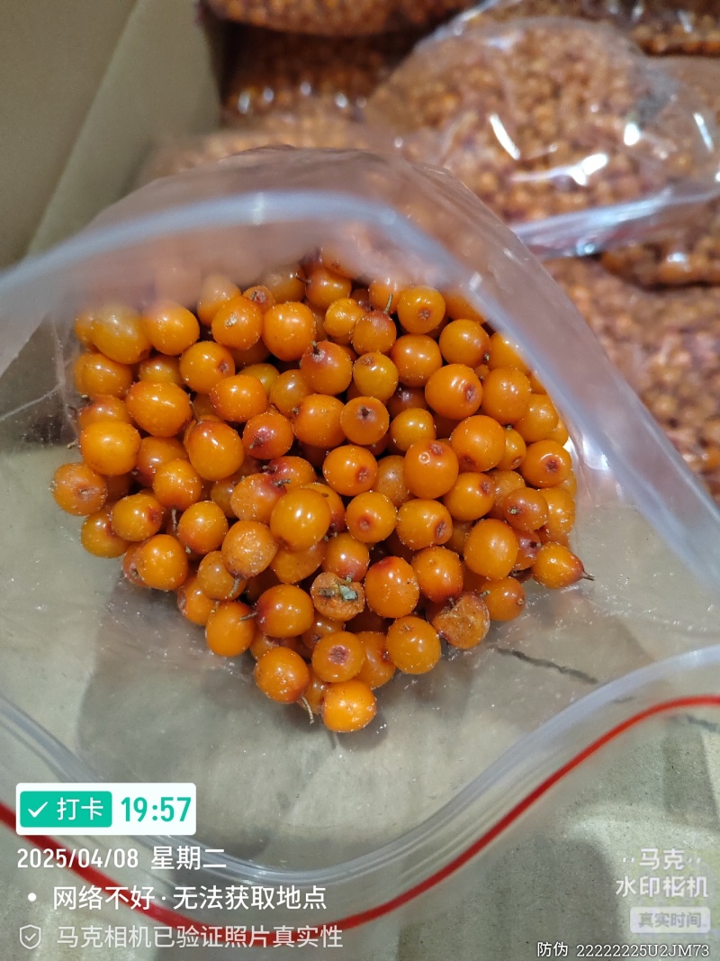 沙棘大果（深秋黄和状元红）