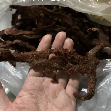 骨碎补干货