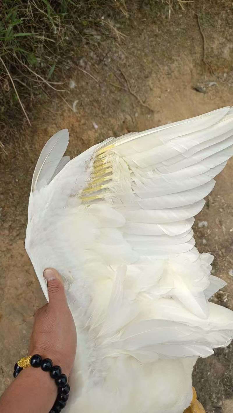 白番母鸭，加黄