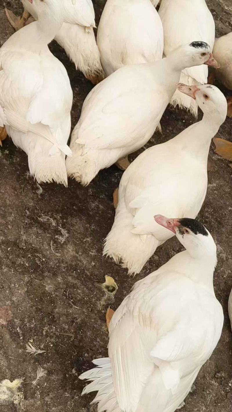 白番母鸭，加黄