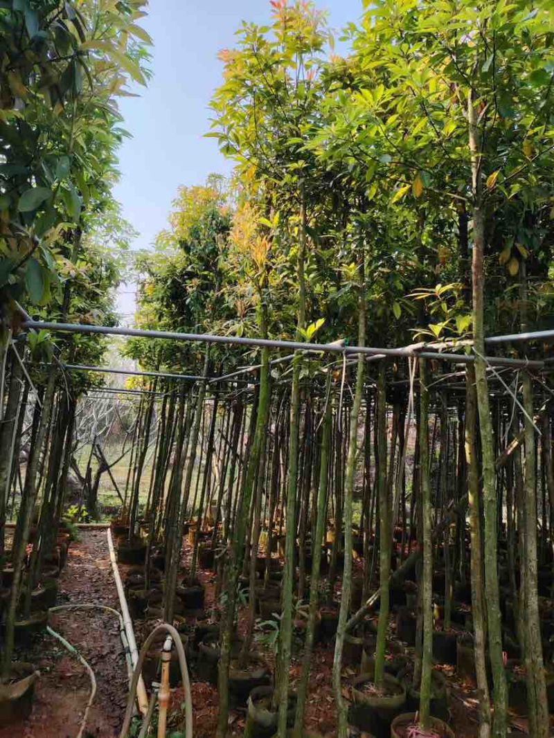 金丝楠木3-20分，大量低价出售