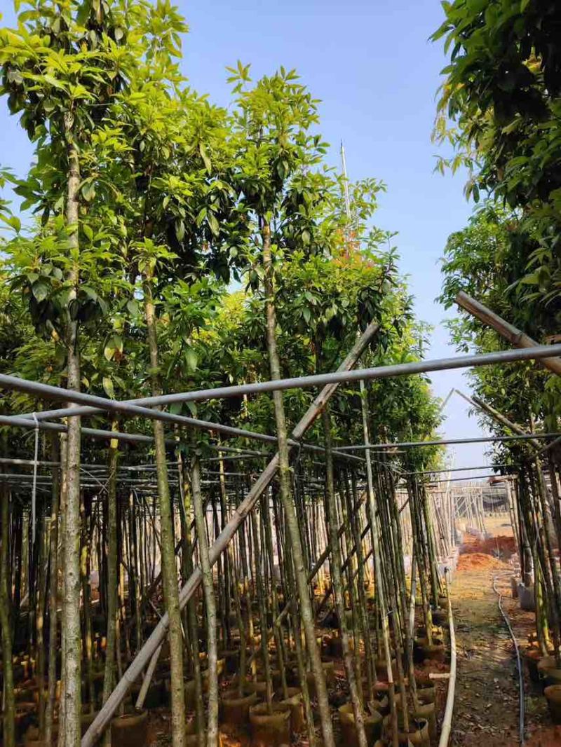 金丝楠木3-20分，大量低价出售