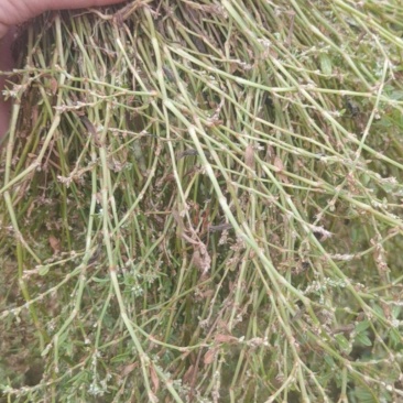 野生鹅不食草干货