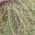 野生鹅不食草干货