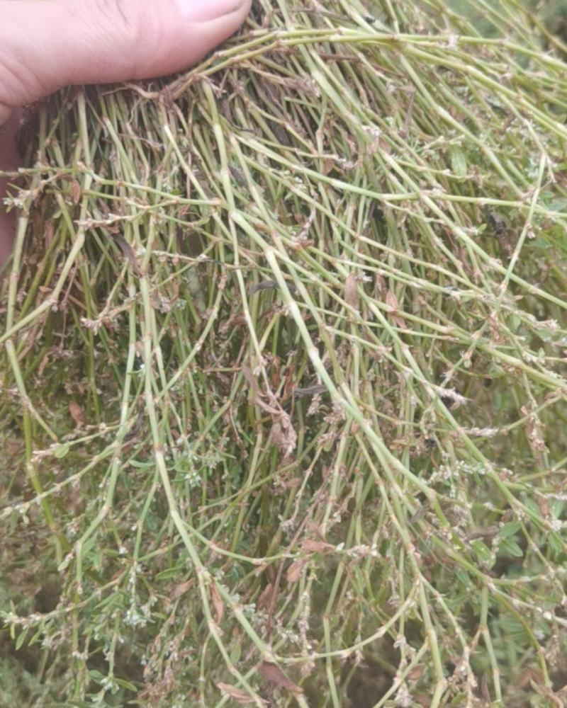野生鹅不食草干货