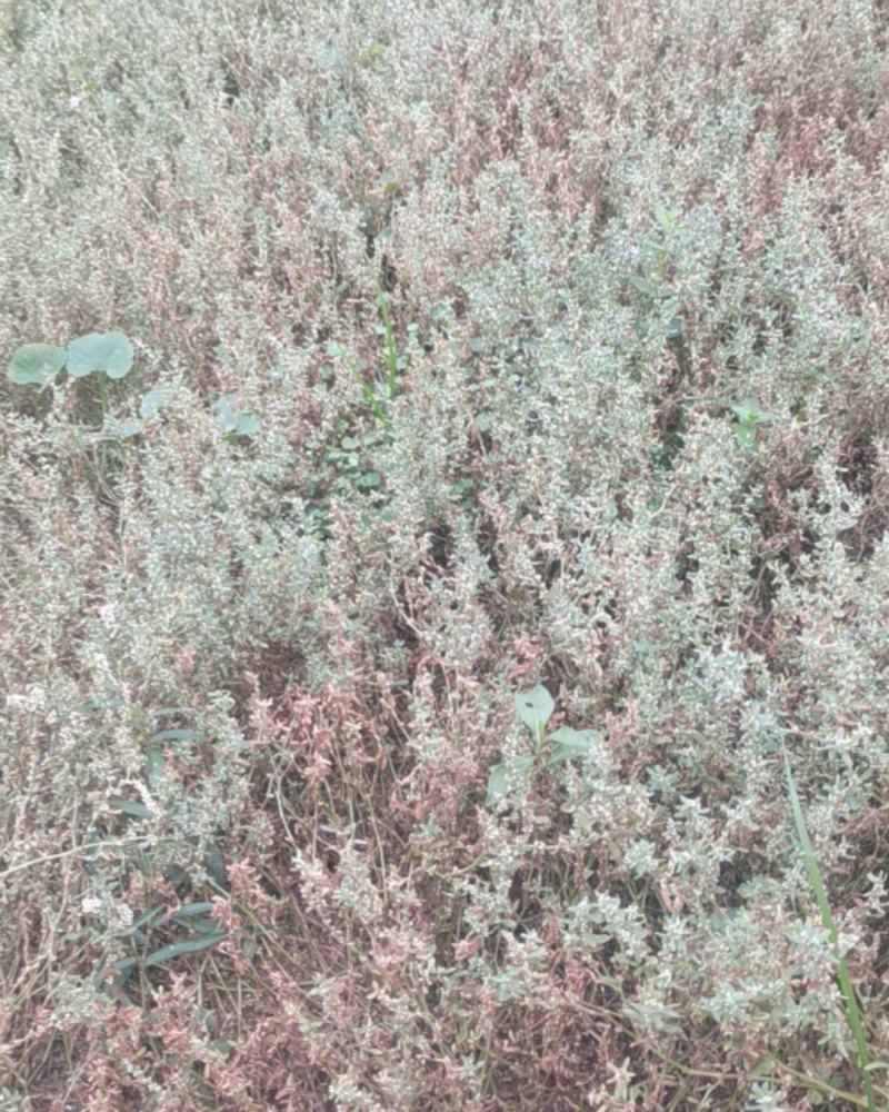 野生鹅不食草干货