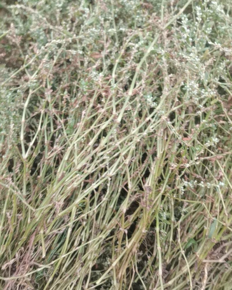 野生鹅不食草干货