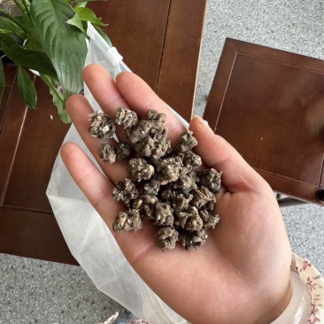 猫爪草种植基地直发水洗两遍以上颗粒饱满大小均匀