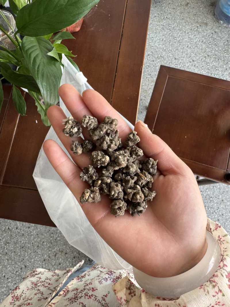 猫爪草种植基地直发水洗两遍以上颗粒饱满大小均匀