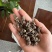 猫爪草种植基地直发水洗两遍以上颗粒饱满大小均匀