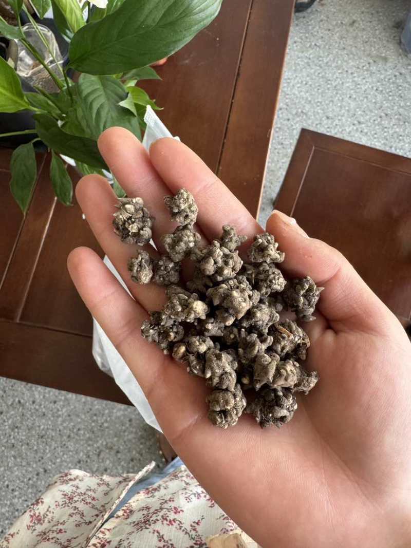 猫爪草种植基地直发水洗两遍以上颗粒饱满大小均匀