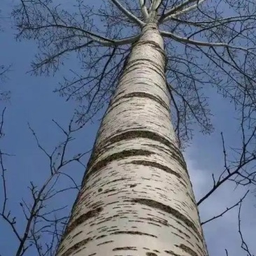 杨树