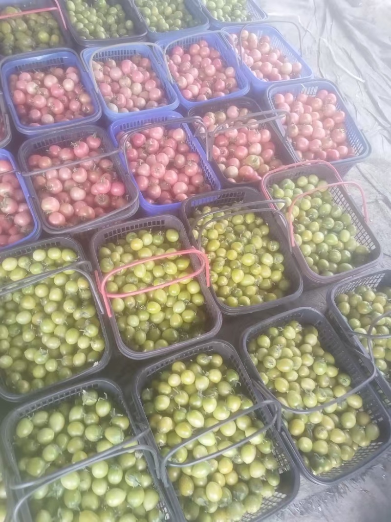 彩色小番茄