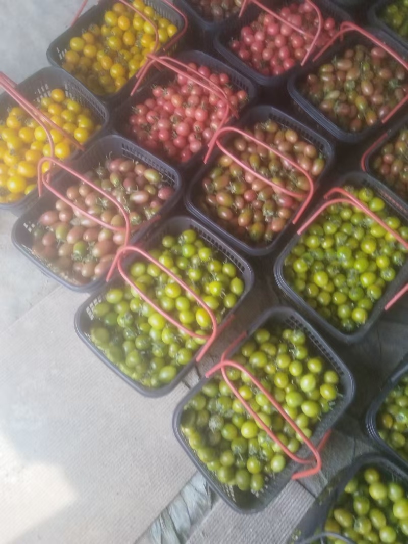 彩色小番茄